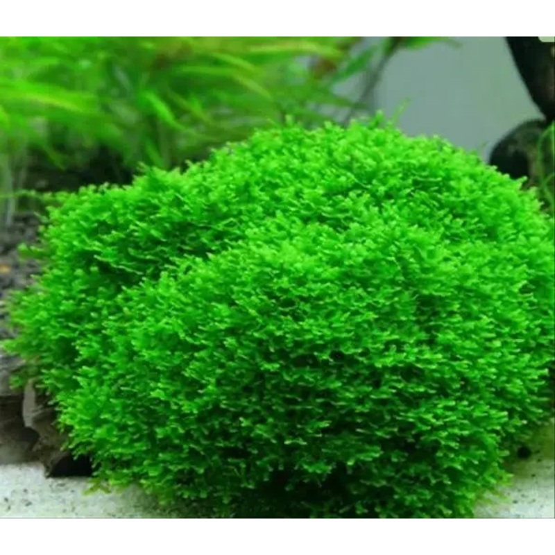 Mini Pelia Moss ( 3cmx3cm )
