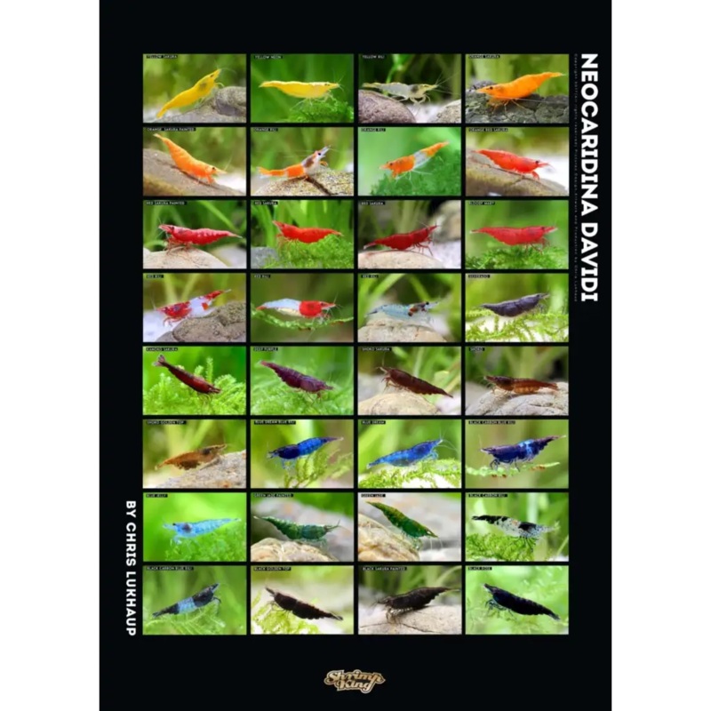 Neocaridina Davidi Shrimp Poster