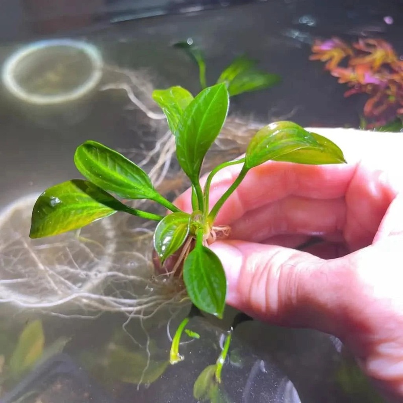 Opacus Verde Plant (3-5 Leaves)