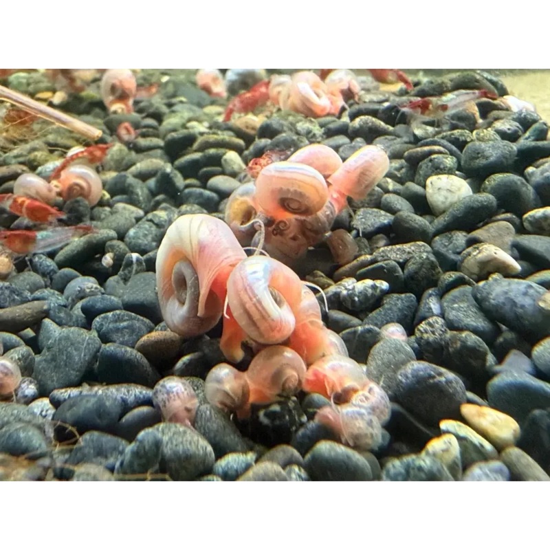 Pink Ramshorn Snail (Pink Shell & skin )