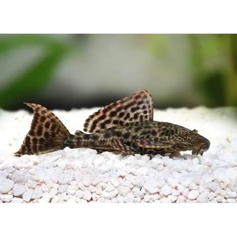 Plecotomus Sailfin L165/L083 6cm