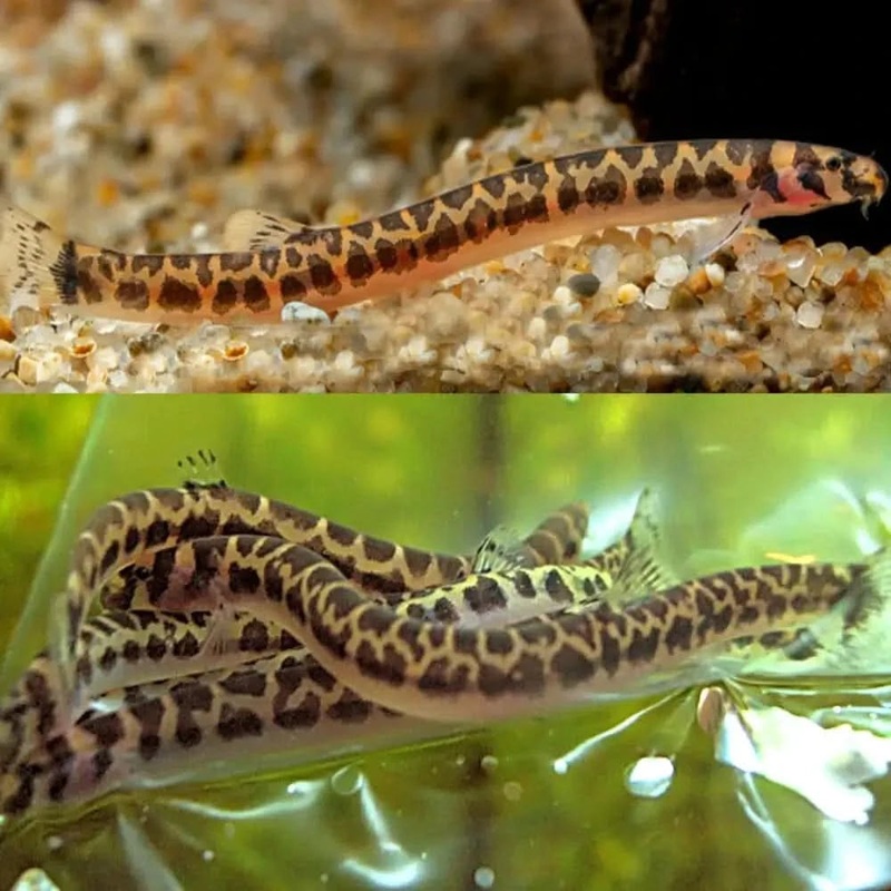 Pygmy Tiger khuli Loach (Pangio Shelfordi Kuhli) 4cm