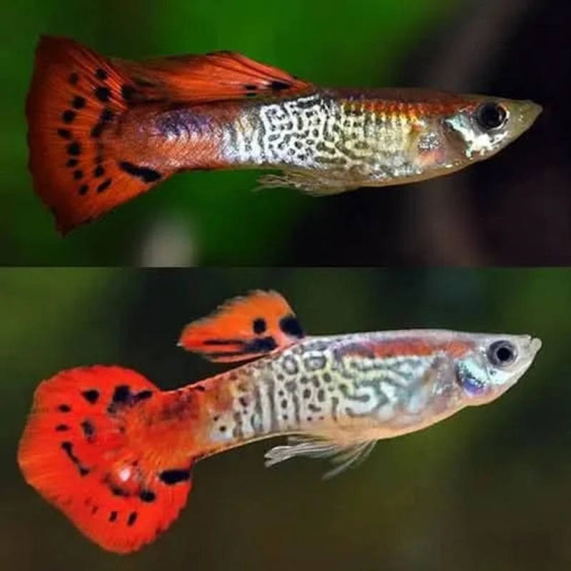 Red Cobra Guppy Pair
