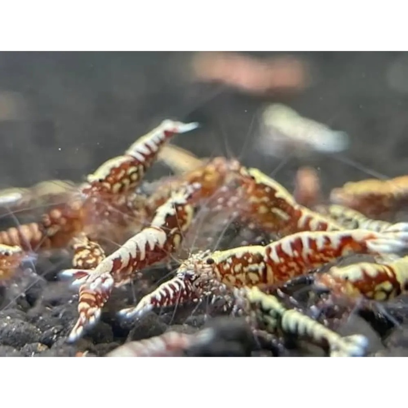 Red Galaxy Shrimp - Mix Size/Grade