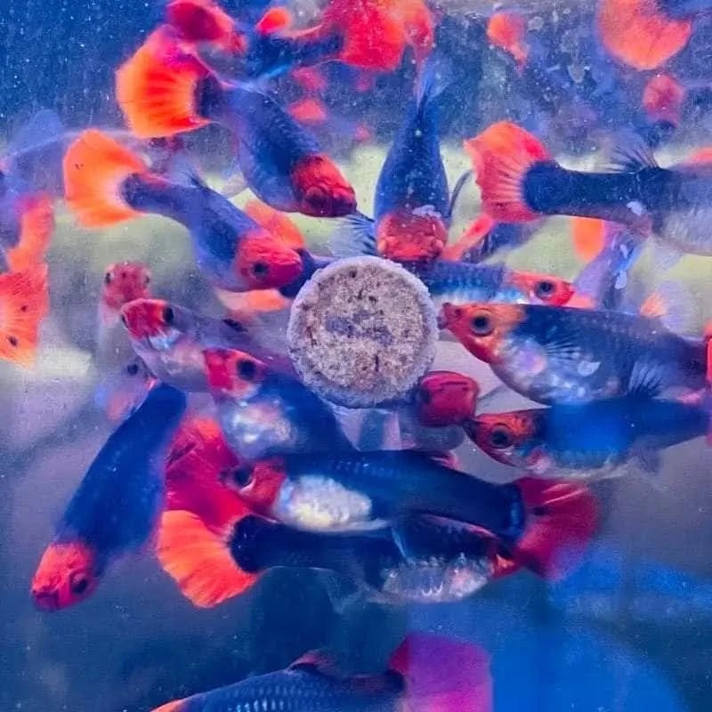Red Koi Tuxedo Guppy