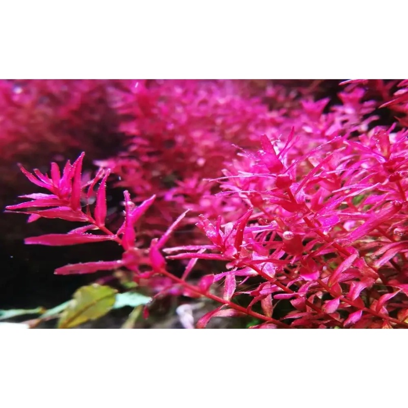Rotala macranda "Butterfly" Pot