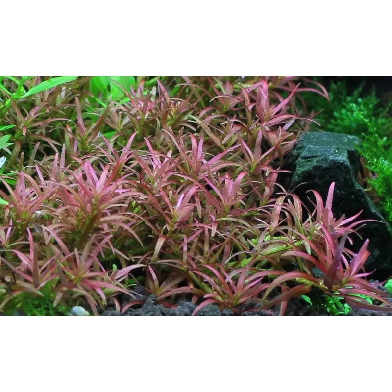 Rotala sp "Goias" Pot