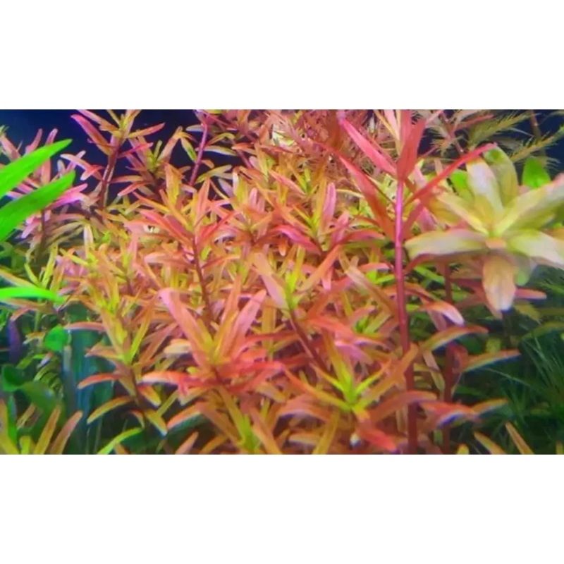 Rotala sp "H'ra" Pot
