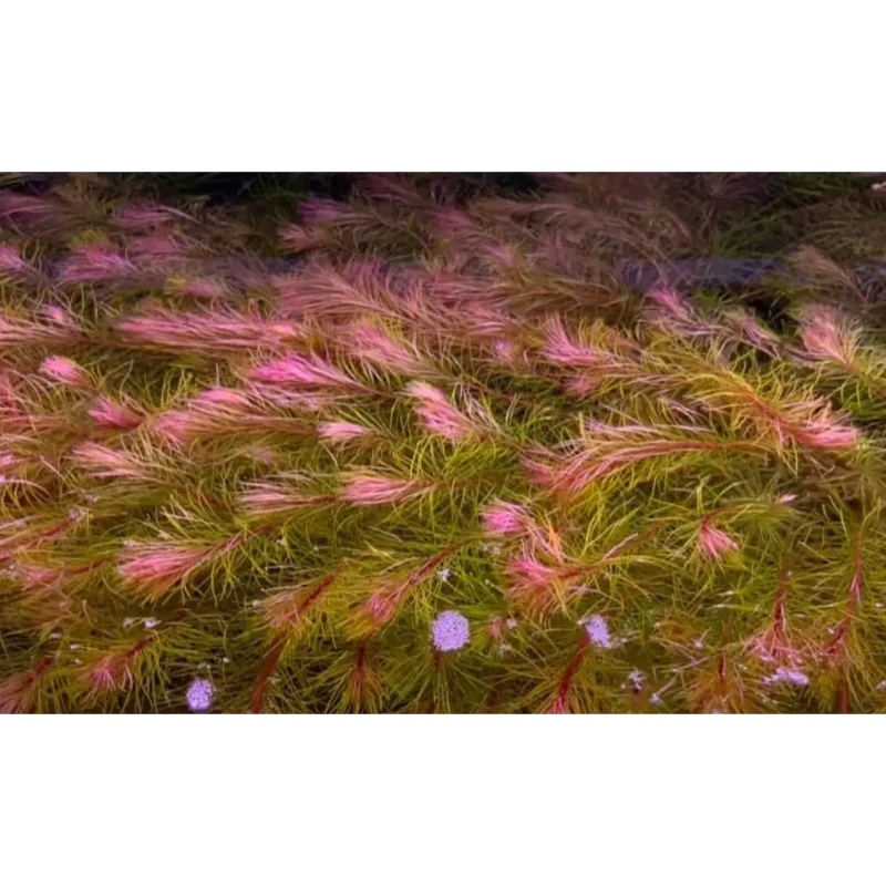ROTALA "VIETNAM" Bunch ( 5-6 Stems )