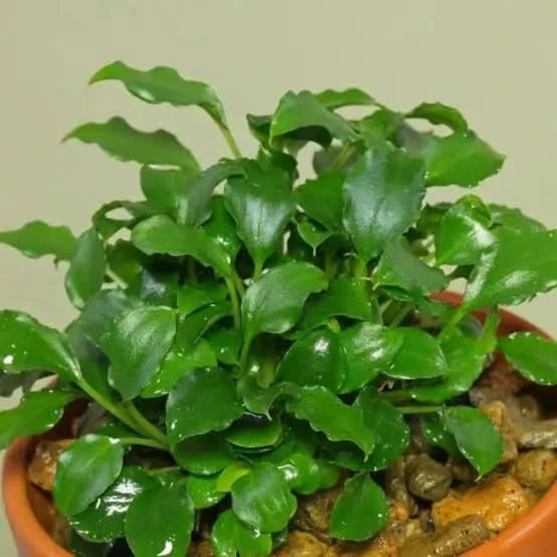 Schismatoglottis prietoi Rare (3-5 leaves)