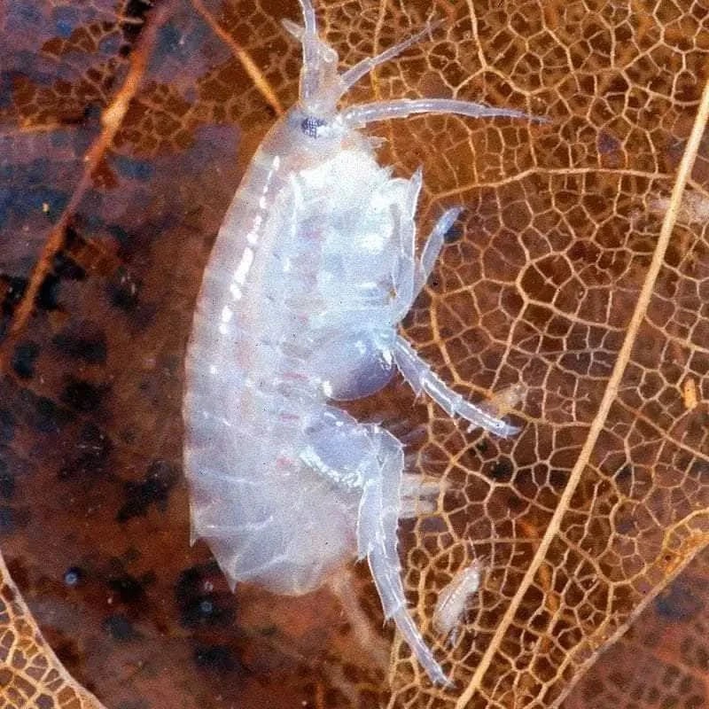 scuds amphipods starter pack Live Food Starter Pack (40+)