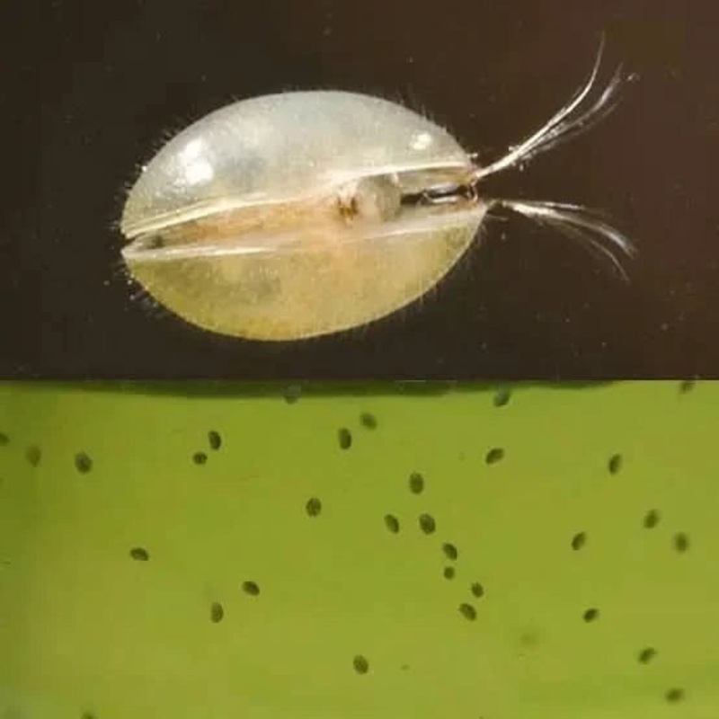 Seed Shrimp Ostracod starter pack Live Food Starter Pack (50+)