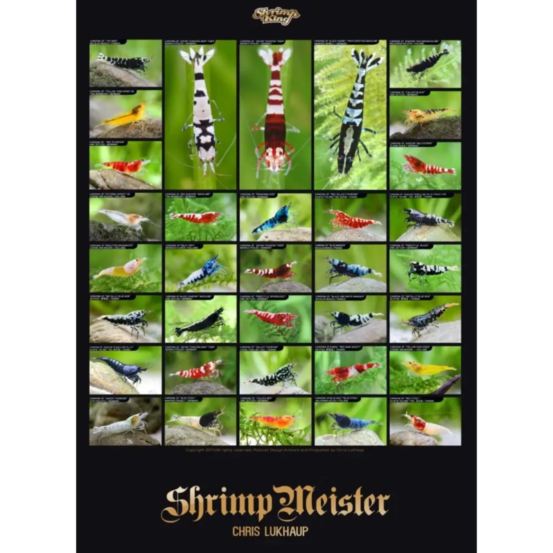 ShrimpMeister Caridina Shrimp Poster