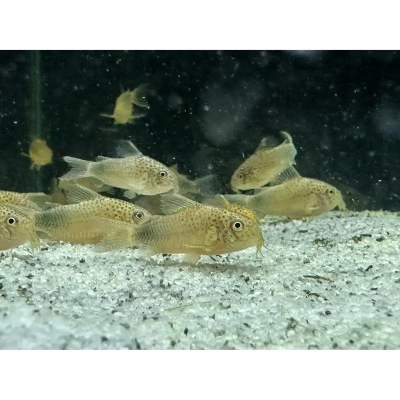 Similis Corydora 2cm