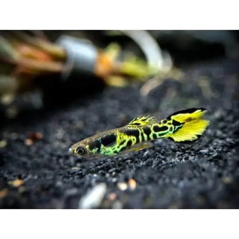 Tiger Endler - Locally Bred