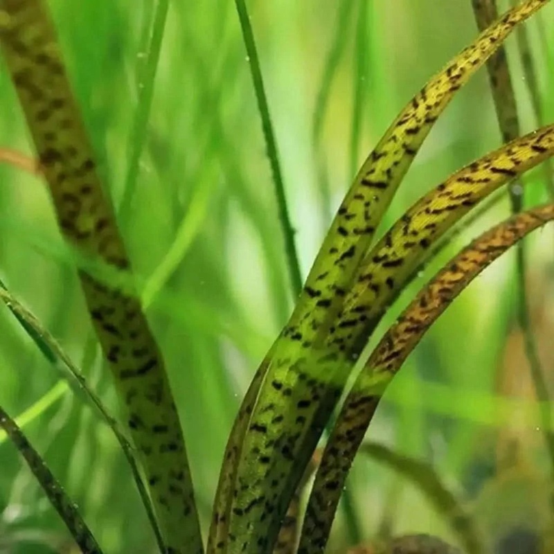 Tiger Val - 1 plant