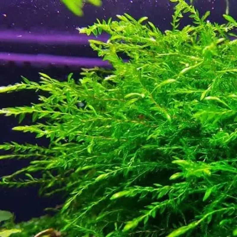 Willow Moss 5cm x 5cm