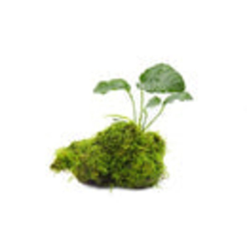 Anubias Barteri and Christmas Moss on Driftwood