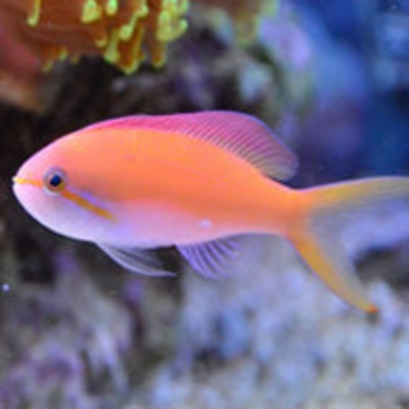 Carberryi Anthias