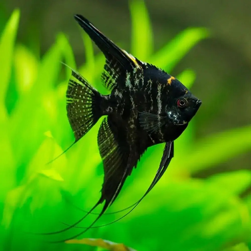 Dark Marbled Angelfish 3cm-4cm