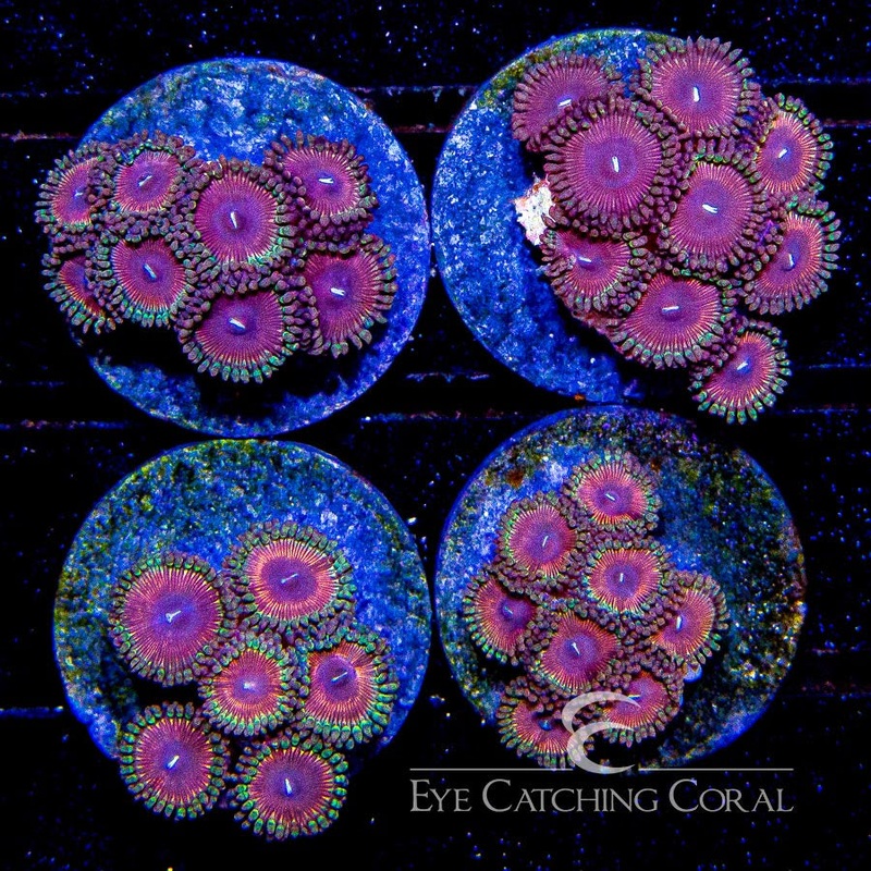 ECC Darkest Days Zoanthid Frag