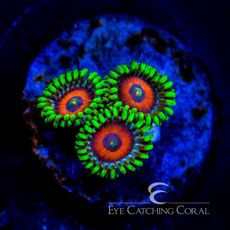 ECC Eagle Eye Zoanthid Frag