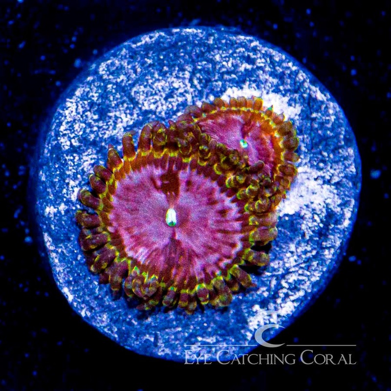 ECC Space Caos Zoanthid Frag