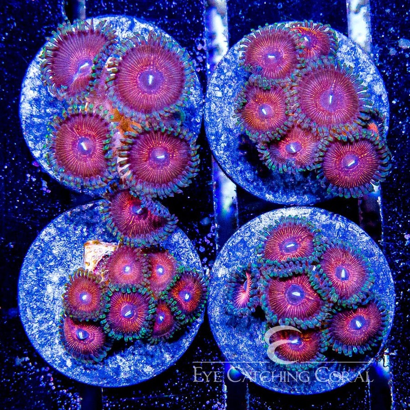 ECC Strawberry Vino Zoanthid Frag