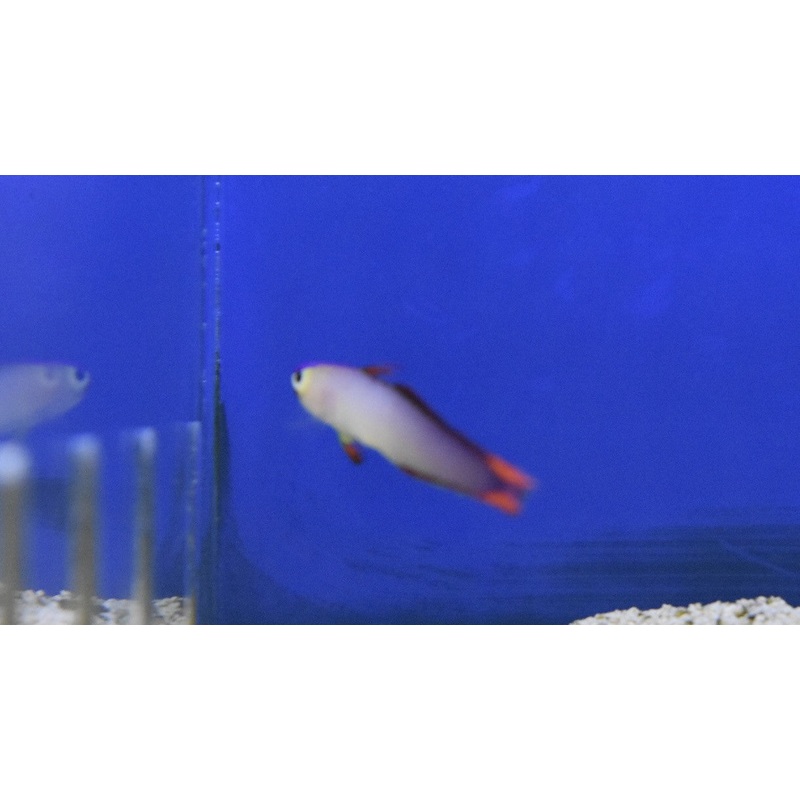 Elegant Purple Firefish
