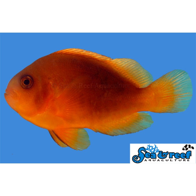 Fire Clownfish