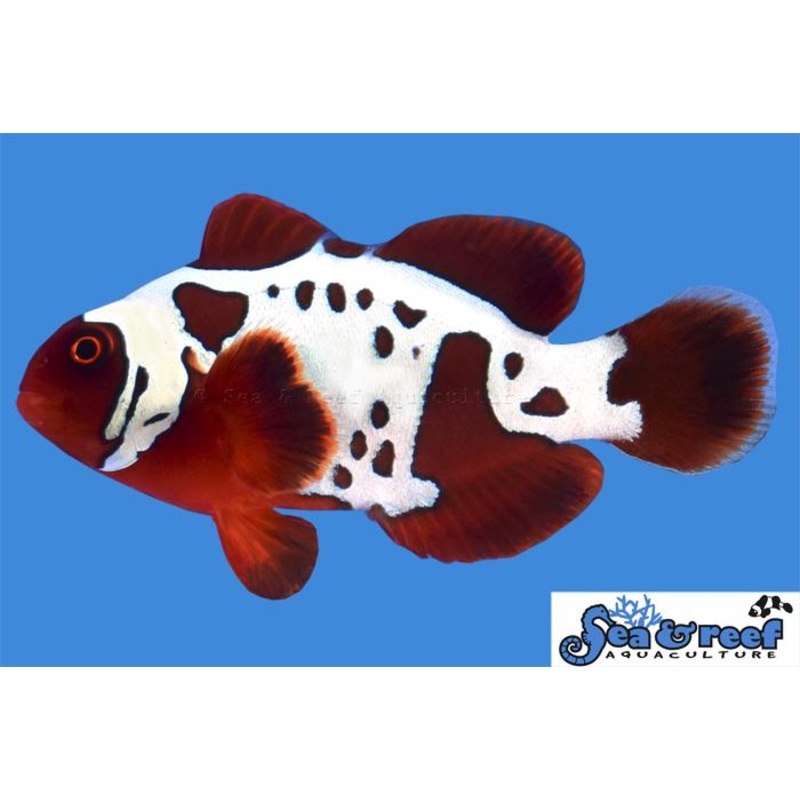 Gold Lightning Maroon Clownfish