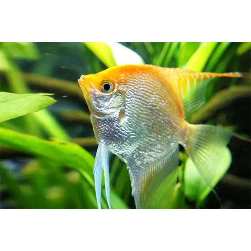 Gold Pearl Scale Angelfish 3cm-4cm