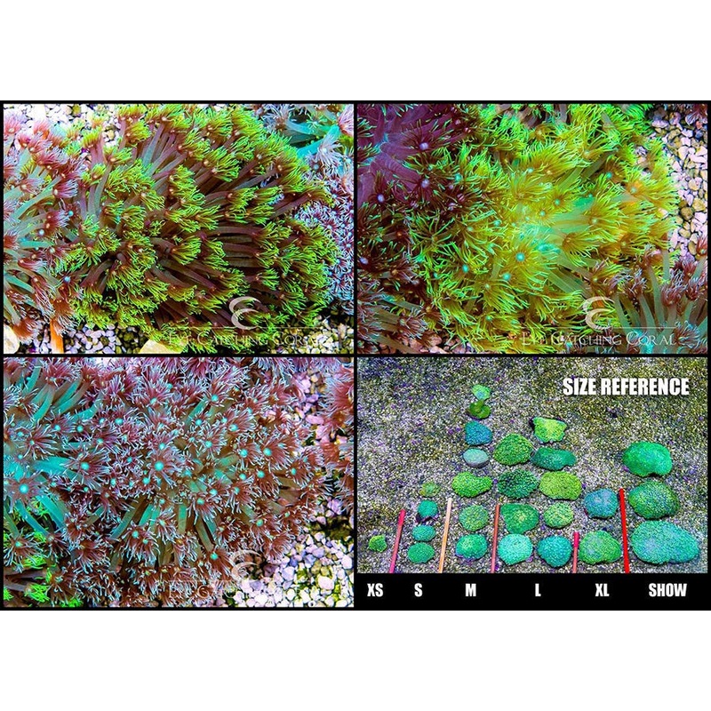 Goniopora Long Polyp Neon Green Small