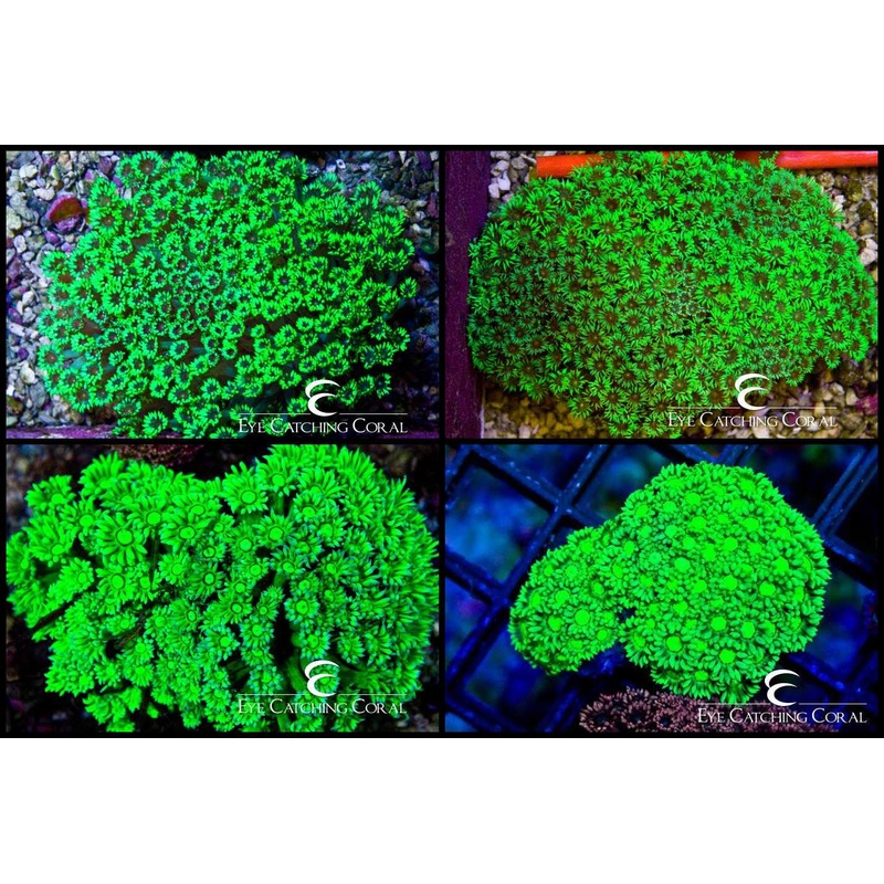 Goniopora Neon Green Small