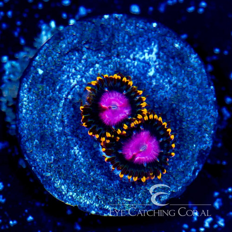 KH Sunburst Zoanthid Frag