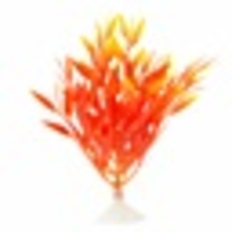 Marina Betta Fire Grass 5in