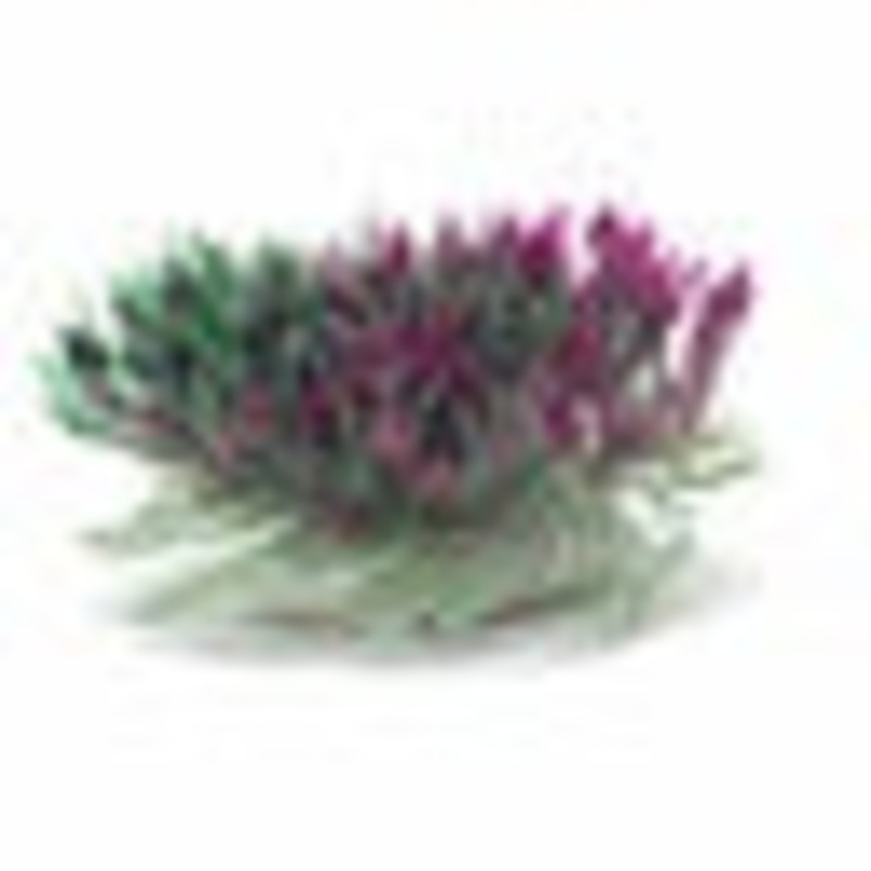 Marina Betta Purple Hearts Shrub 3in
