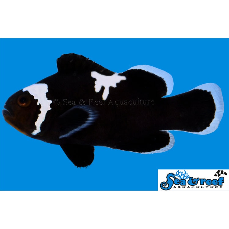 Midnight Lightning Clownfish