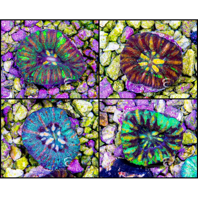 Mini Scolymia - Assorted