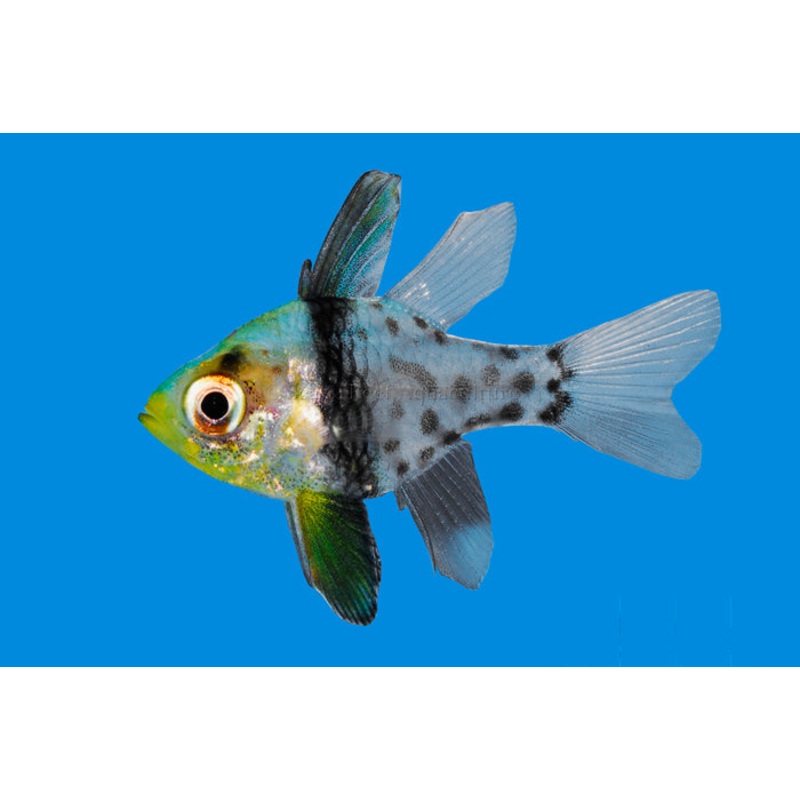 Pajama Cardinalfish