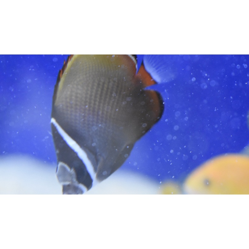 Pakistan Butterflyfish