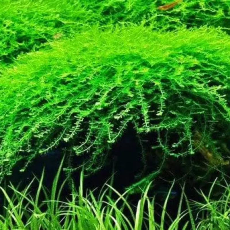Queen Moss 5cm x 5cm
