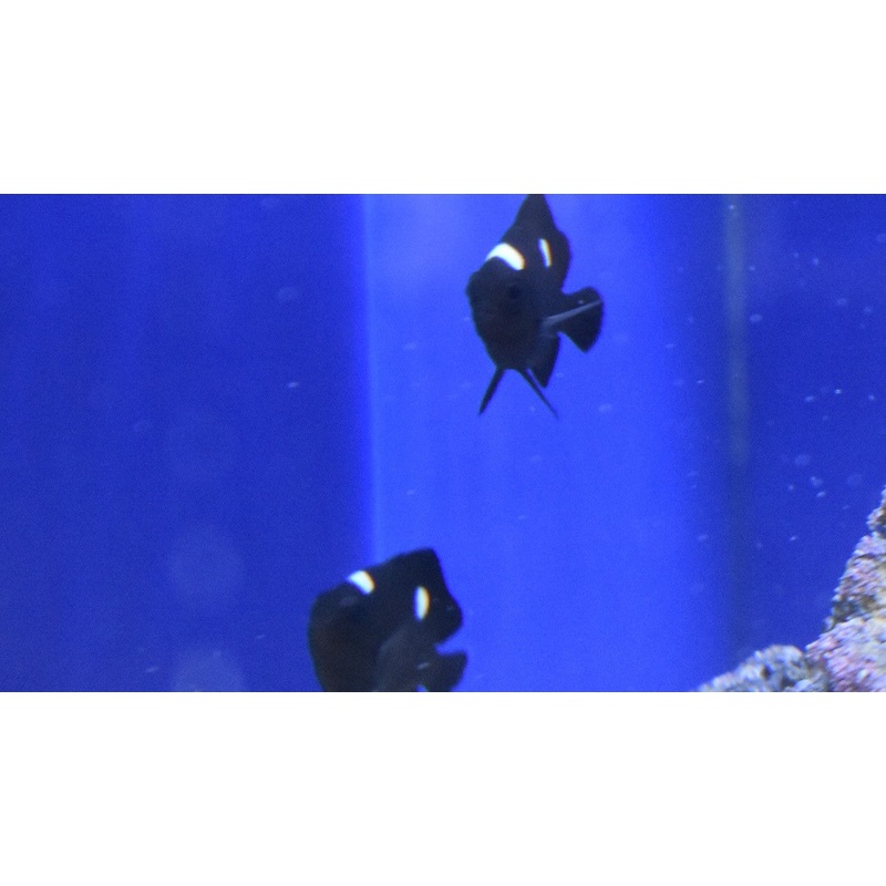 Threespot Damselfish