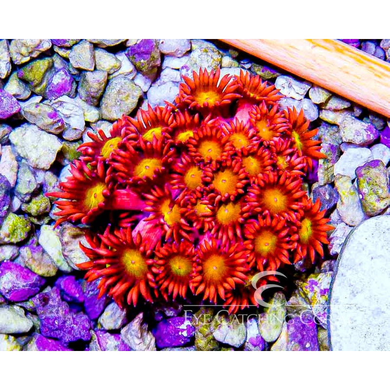 Unique Red Goniopora XXS