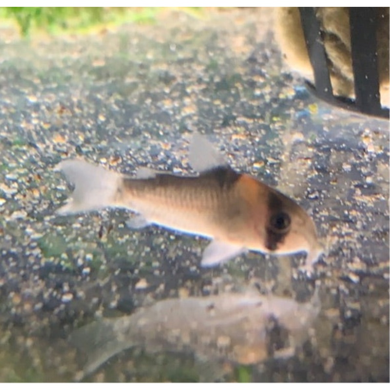 Adolfo's Cory