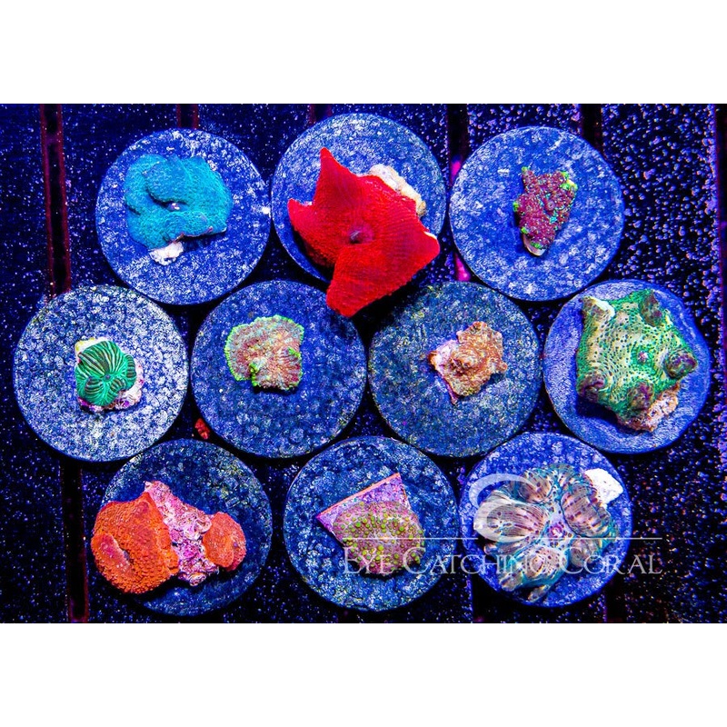 Assorted Disco Mushroom Frags