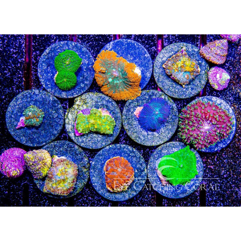 Assorted Rhodactis Mushroom Frag