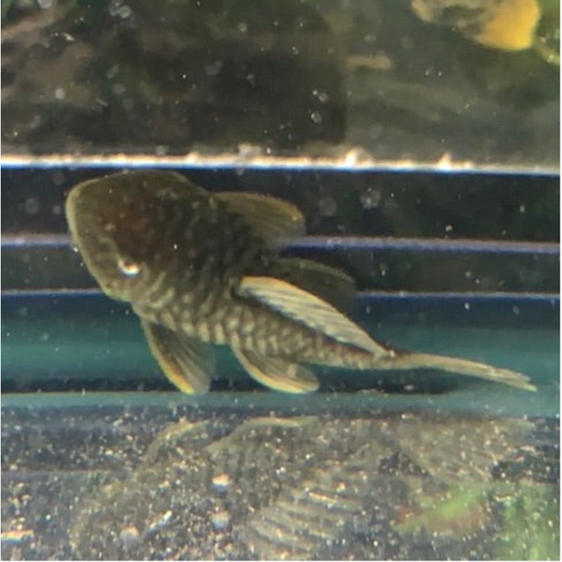Chubby Pleco L056