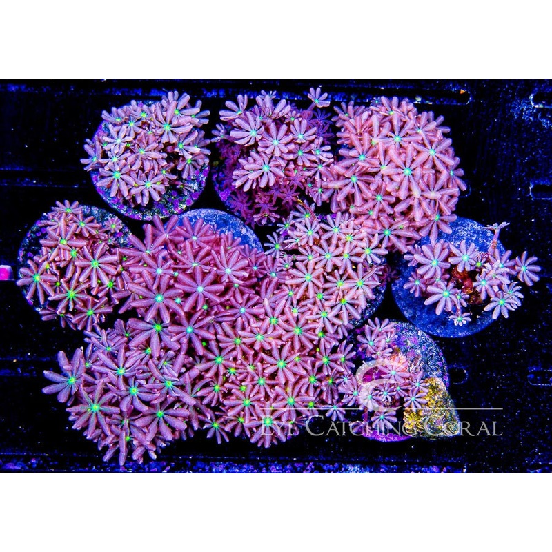 Colored Daisy Polyps Frags