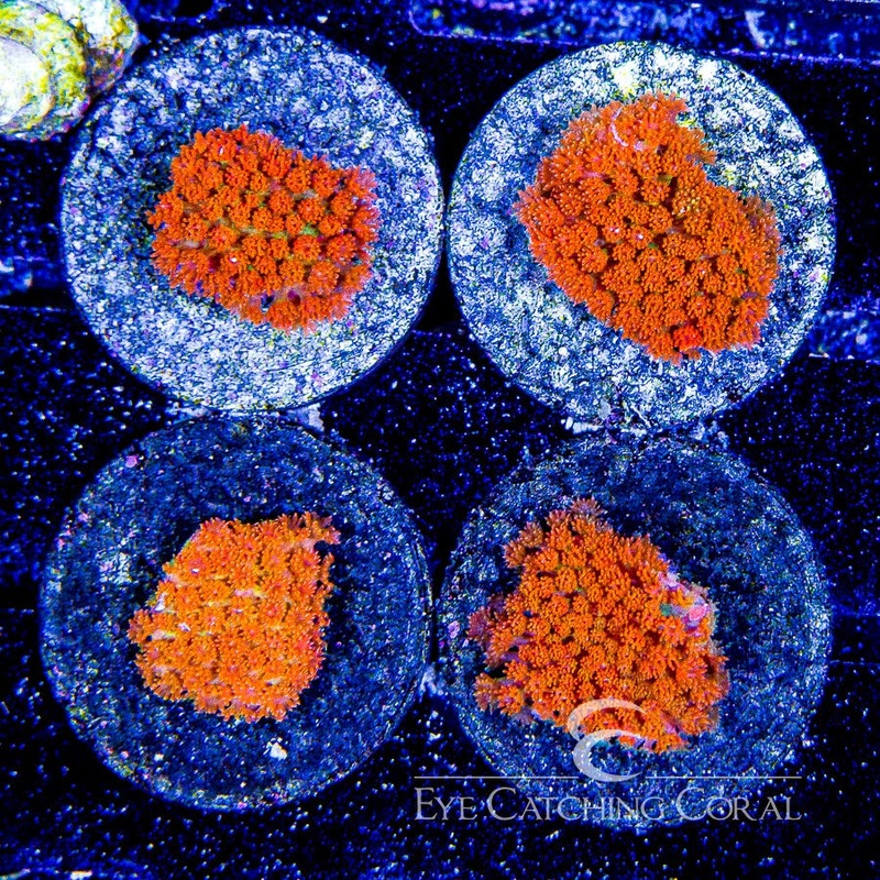 ECC Firewater Goniopora Frag